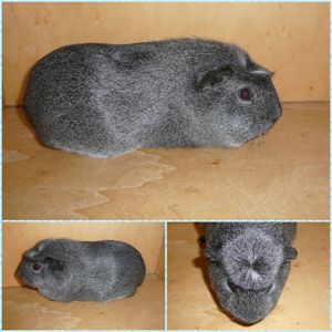 Am.Crested und E.Crested zur Abgabe  Bild 3