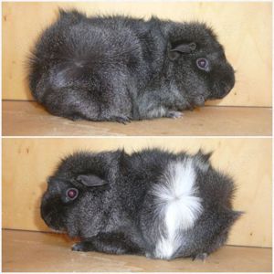 Älter Meerschweinchen Weibchen, Erzieherinen Bild 2