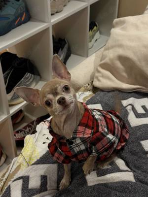 Chihuahua hunde rudolph