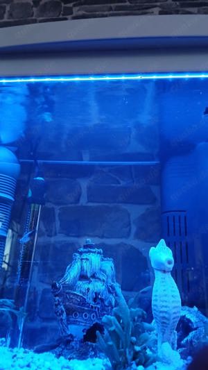 Aqarium 60l komplett Bild 2