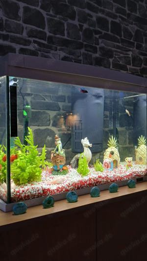 Aqarium 60l komplett