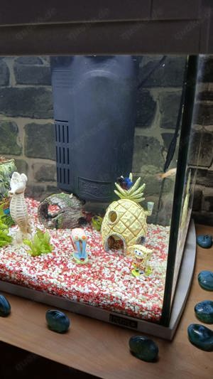 Aqarium 60l komplett Bild 5
