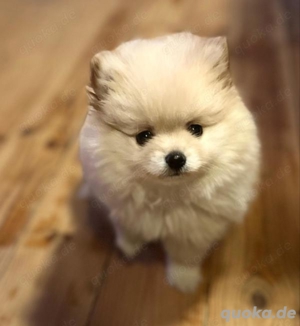 Pomeranian Zwergspitz mit Ahnentafel