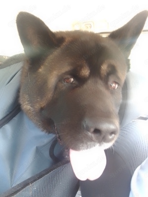 American Akita Deckrüde