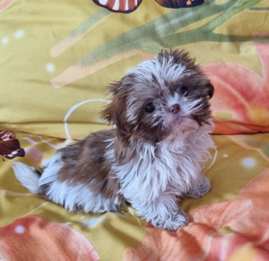 Reinrassige Imperial Shih-Tzu Welpen,selten klein !