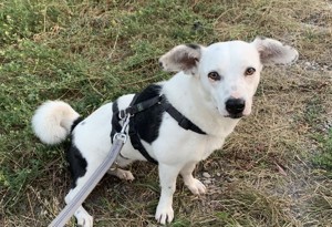 Terrier-Mix NAYA sucht schönes Zuhause als Zweithund!