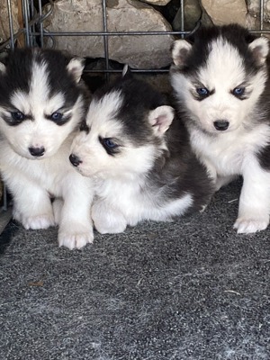 Husky Welpen *geb.   Welpen