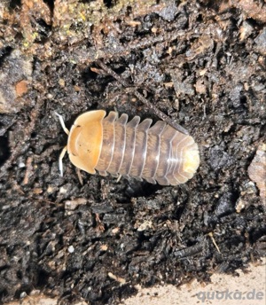 Cubaris sp. Purpurifolia Asseln kaufen Assel Shop isopoda isopods isopod shop