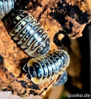 Armadillidium ruffoi Asselshop Asseln kaufen Assel isopoda isopods isopod shop isopoden
