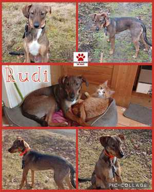 Rudi Jagdhund Mischling Rüde Junghund sucht Zuhause für immer