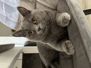 Reinrassige  BKH Katze  sucht neues Zuhause 