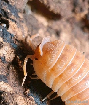 Armadillidium hauseni Krönchen Assel Triceratops Asseln kaufen Asselshop isopod shop isopods isopoda