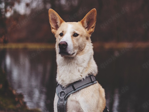 Toto sucht sein Zuhause Bild 1