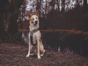 Toto sucht sein Zuhause Bild 4
