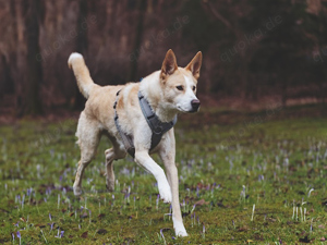 Toto sucht sein Zuhause Bild 5