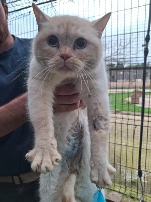 schüchterne Britisch Kurzhaar Katzen Lilith und Rosalie suchen zusammen ein liebes Zuhause