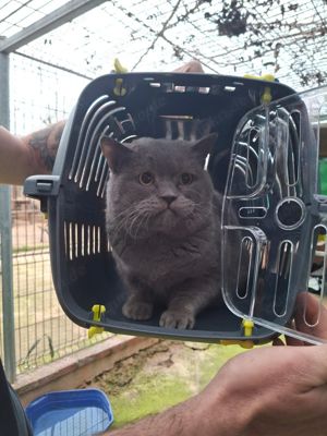 schüchterner Britisch Kurzhaar Kater Paul sucht ein schönes Zuhause mit einem Artgenossen