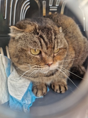 schüchterne Faltohrkatze Tiffy sucht ein schönes Zuhause