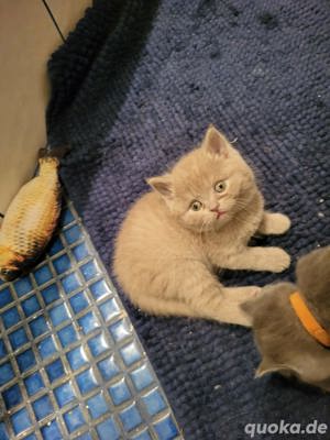 BKH Katzen
