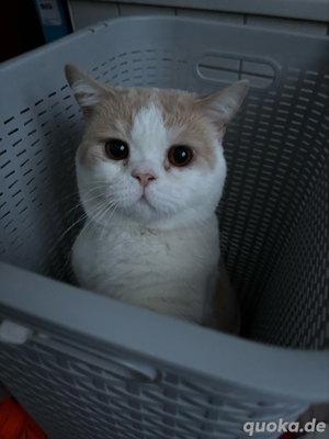 DECKKATER SUCHT DAME