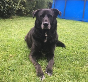 Marti - verträgt sich mit Katzen, bleibt alleine, ist topfit und kennt das Leben im Haus.