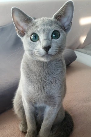 Erstklassige, sehr Menschenbezogene Kids, mit Stammbaum. Bild 10