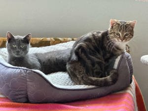 Cosmo und Chuck auf der Suche nach einem Zuhause # Tierschutz 