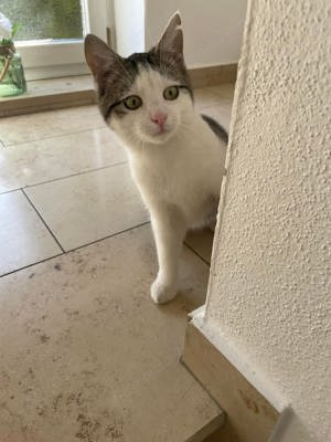 Jack der kleine Räuber sucht seine Burg # Tierschutz 