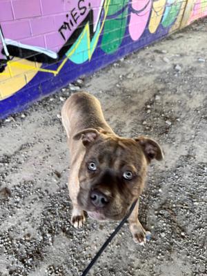 American Billy  Brindle  Bild 4