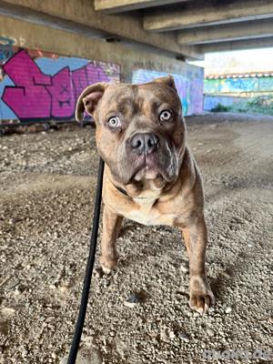 American Billy  Brindle  Bild 3