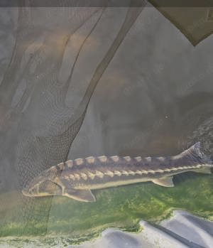 Teichauflösung, Teich Fische 