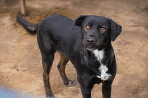 *GWEN* Sie wäre als Zweithündin total gut geeignet. 