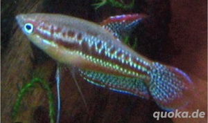 gebe verschiedene Fische ab 