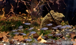 Zwergpanzerwels Gastrodermus pygmaeus Corydoras 