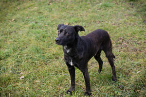 *FRITZI* - aktiv, neugierig und unbeschwert