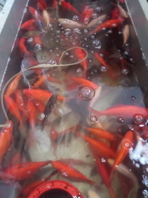 Goldfische in verschiedenen Farben und Größen zu verkaufen 