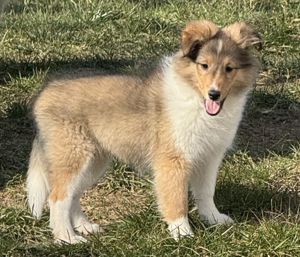 Sheltie-Hündin in zobel-weiß sucht noch ein liebevolles Zuhause