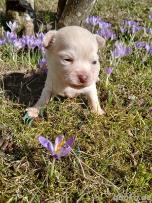 Chihuahua Welpen reinrassig langhaar 