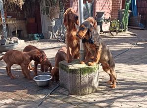 Cocker-Setter Mix Welpen