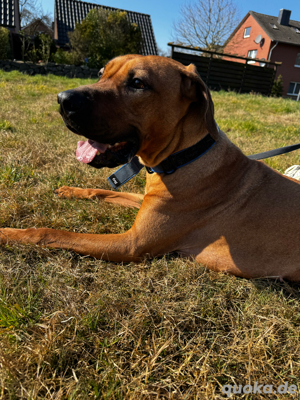 Loki sucht Familie