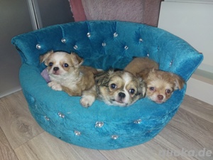 Chihuahua Welpen  
