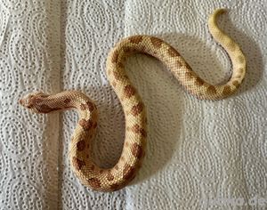 1.1 Hakennasennatter (Heterodon nasicus)