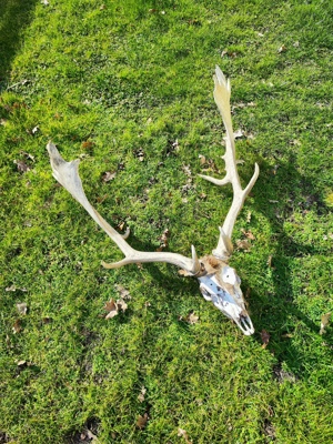 Damwild Geweih aus Nachlass 