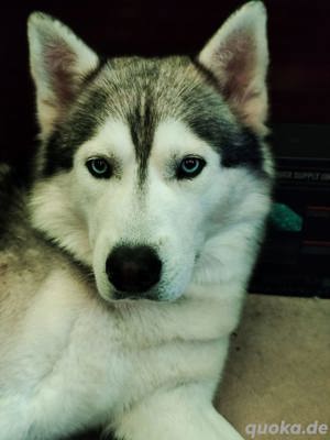 Togo | Husky Deckrüde 