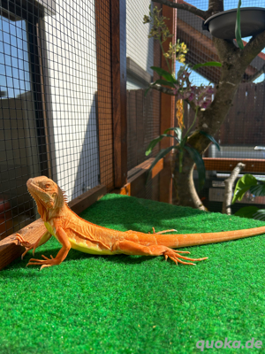 Grüner Leguan Iguana ( Red Albino) 
