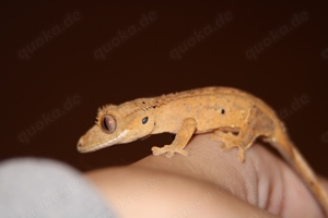 Kronengecko C. Ciliatus Nachzucht 
