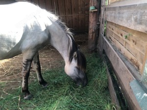 Grulla Stute
