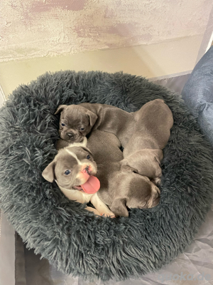 Französische Bulldogge Welpen