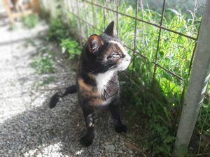 Mixa, verkuschelte Glückskatze, ca. 2 Jahre *blind*