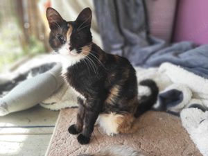  Mixa, verkuschelte Glückskatze, ca. 2 Jahre *blind* Sie befinden sich hier:      Start     Katzen  